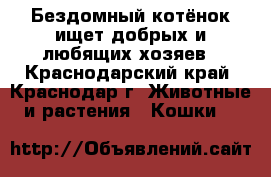 Бездомный котёнок ищет добрых и любящих хозяев - Краснодарский край, Краснодар г. Животные и растения » Кошки   